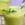 Green grapes juice